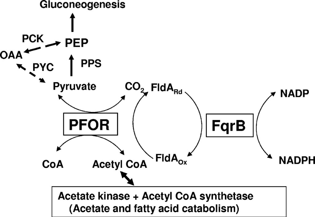 PFOR is used by anaerobes